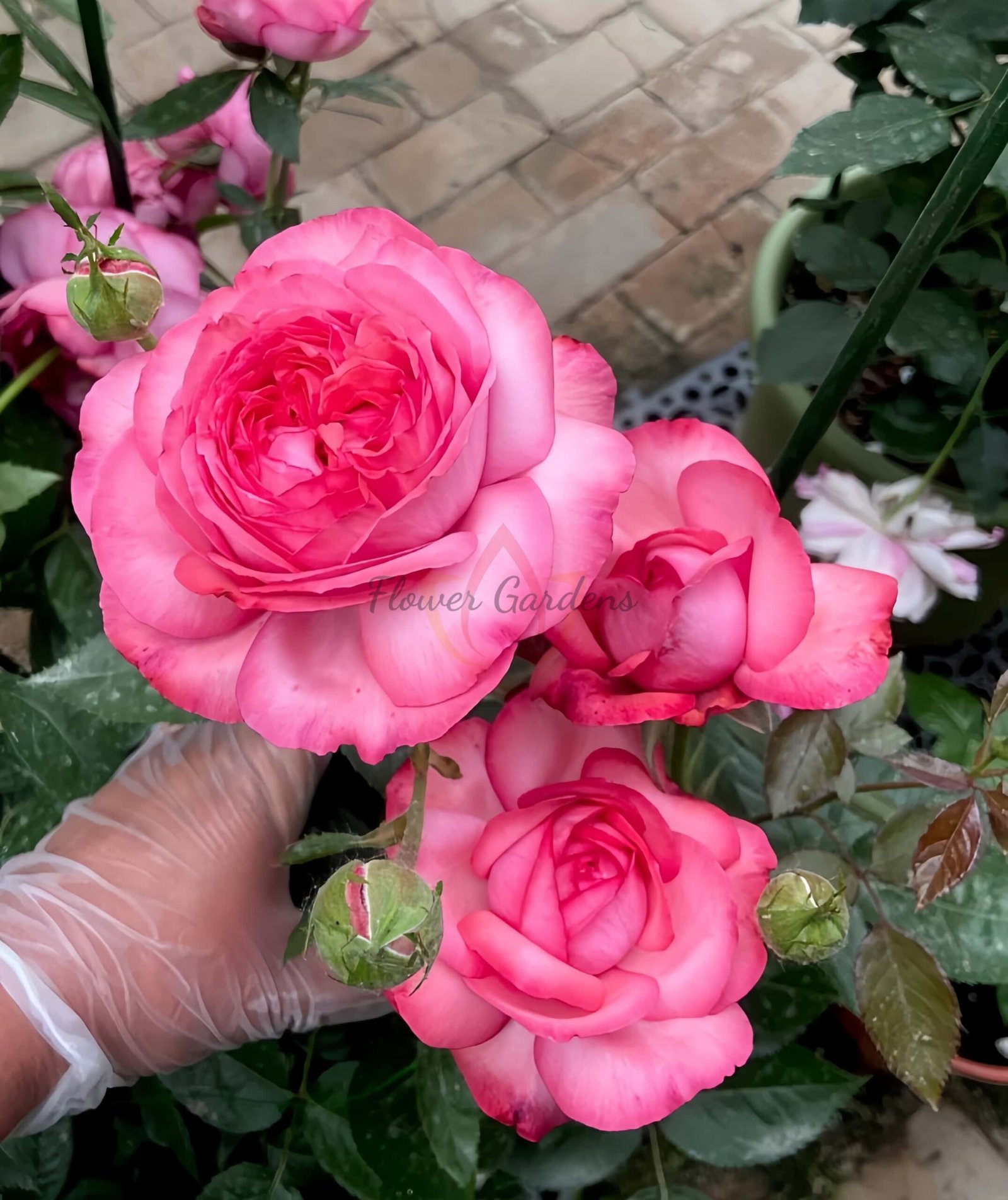 Ensorcelant Rose丨Flower Gardens