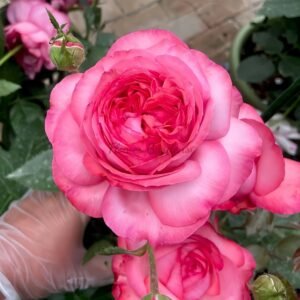 Ensorcelant Rose plant丨Flower Gardens