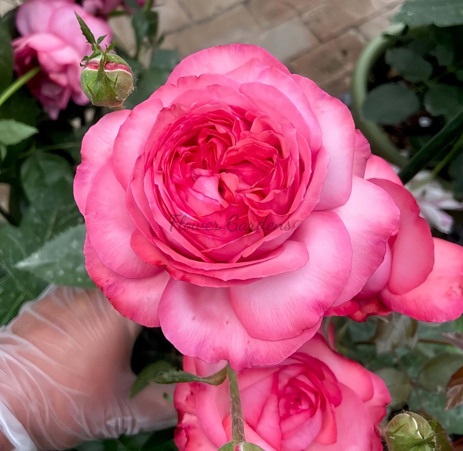 Ensorcelant Rose plant丨Flower Gardens