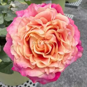Eyecatcher Rose for sale丨Flower Gardens
