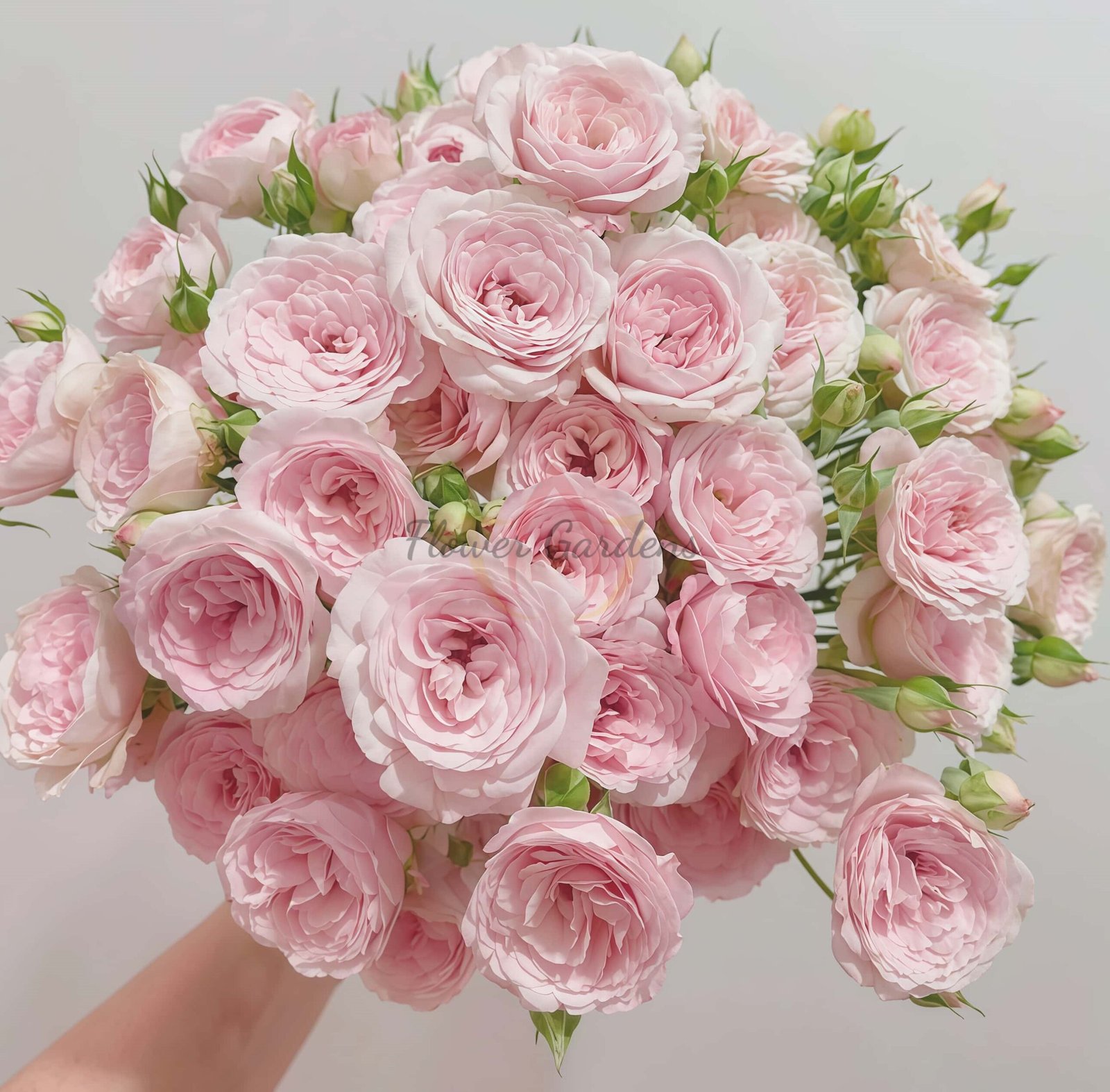 FAlry Kiss Rose丨Flower Gardens