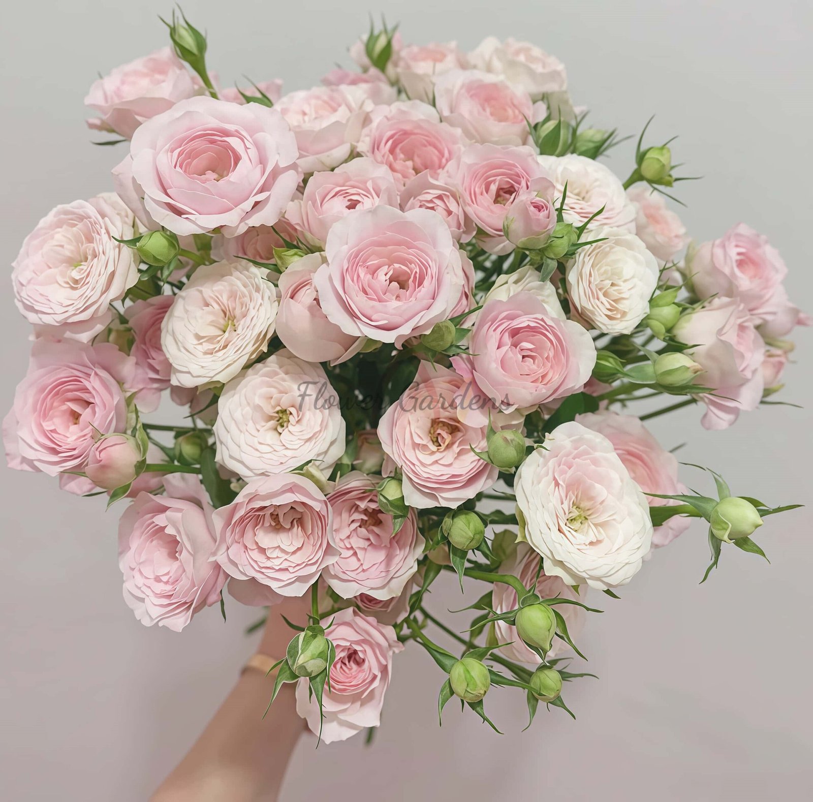 FAlry Kiss Rose for sale丨Flower Gardens