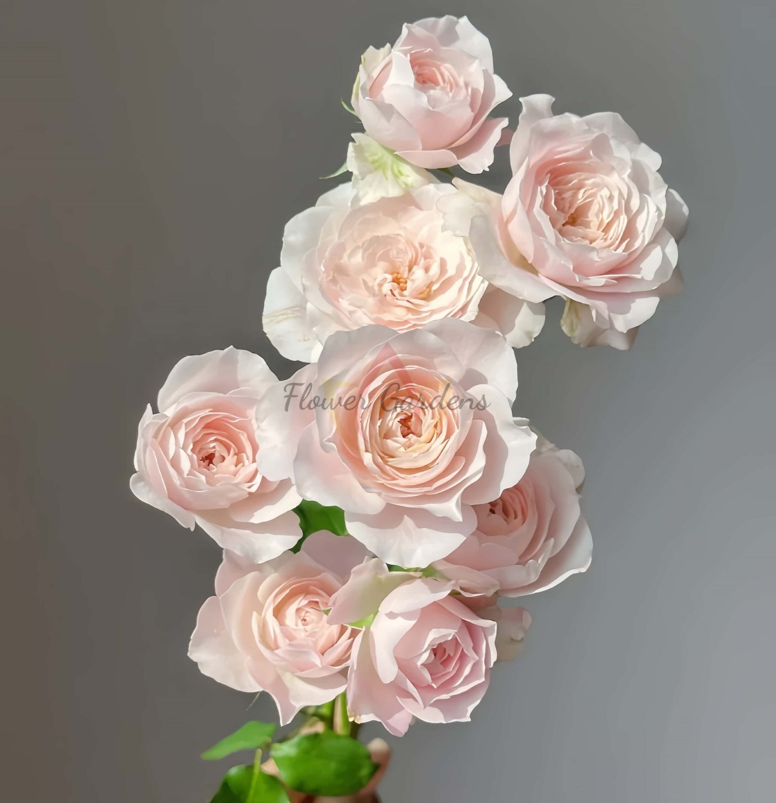 FAlry Kiss Rose丨Flower Gardens