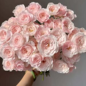 FAlry Kiss Rose plant丨Flower Gardens