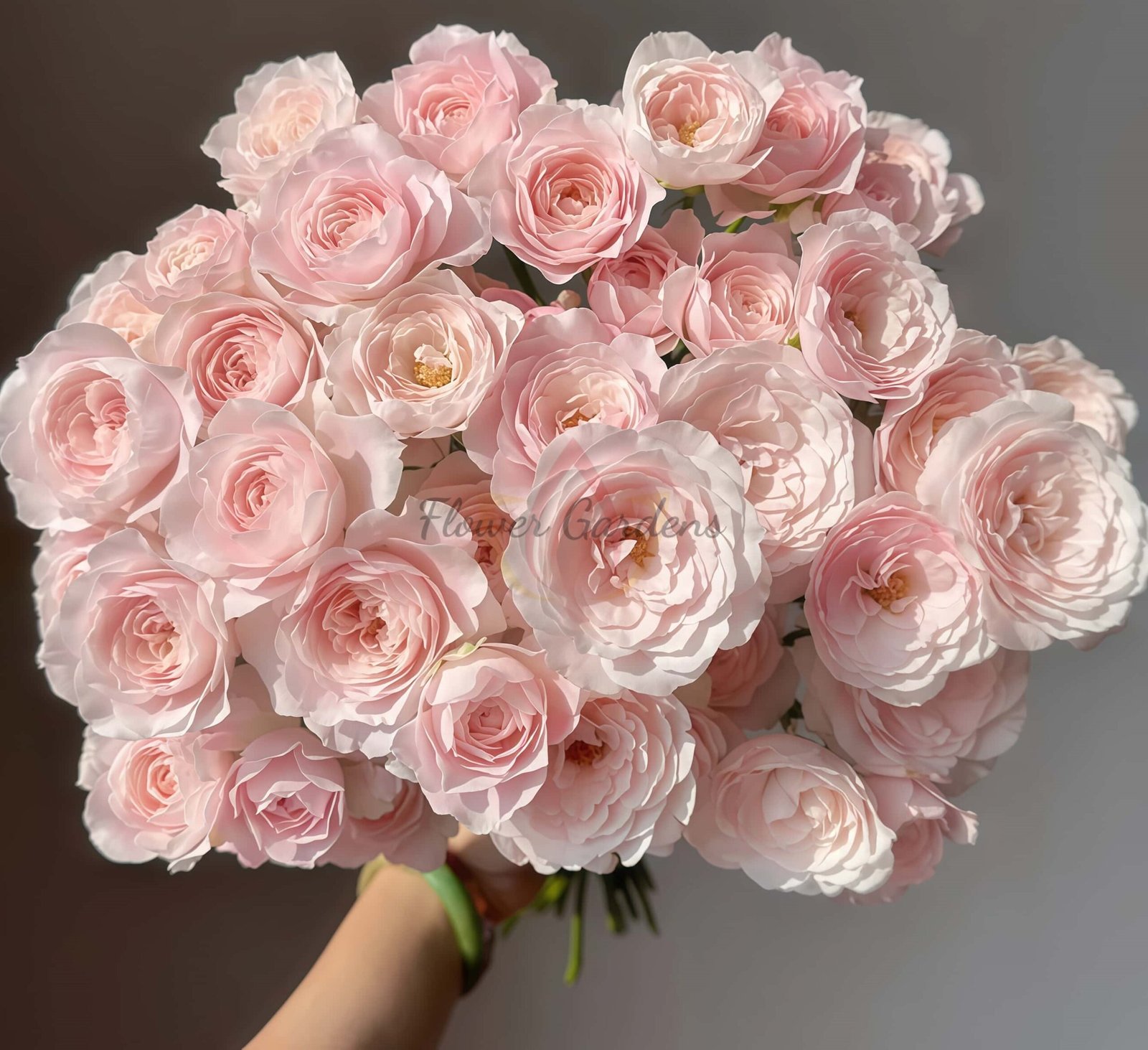 FAlry Kiss Rose plant丨Flower Gardens