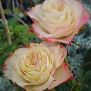 FAlry Queen Rose丨Flower Gardens