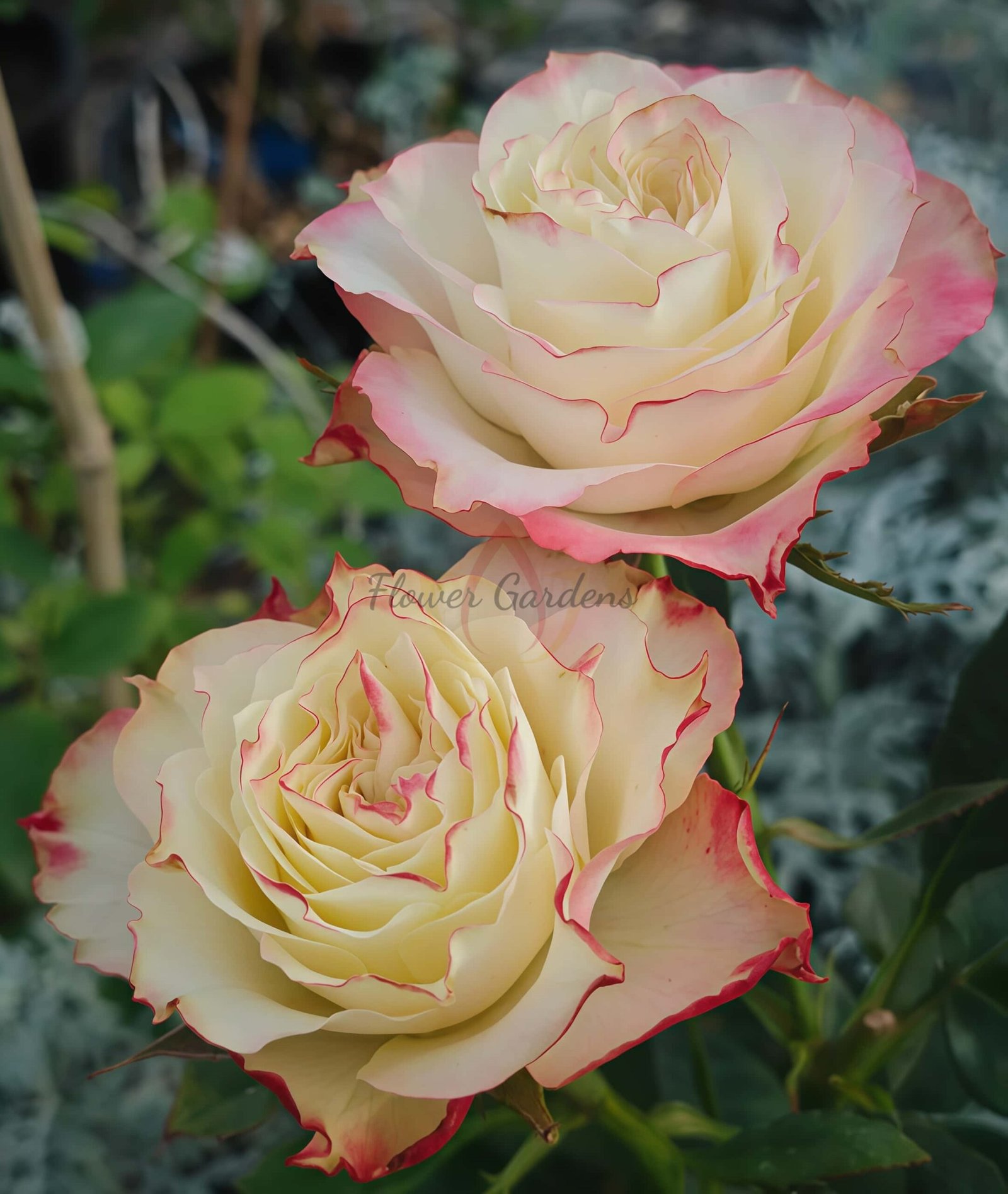 FAlry Queen Rose丨Flower Gardens