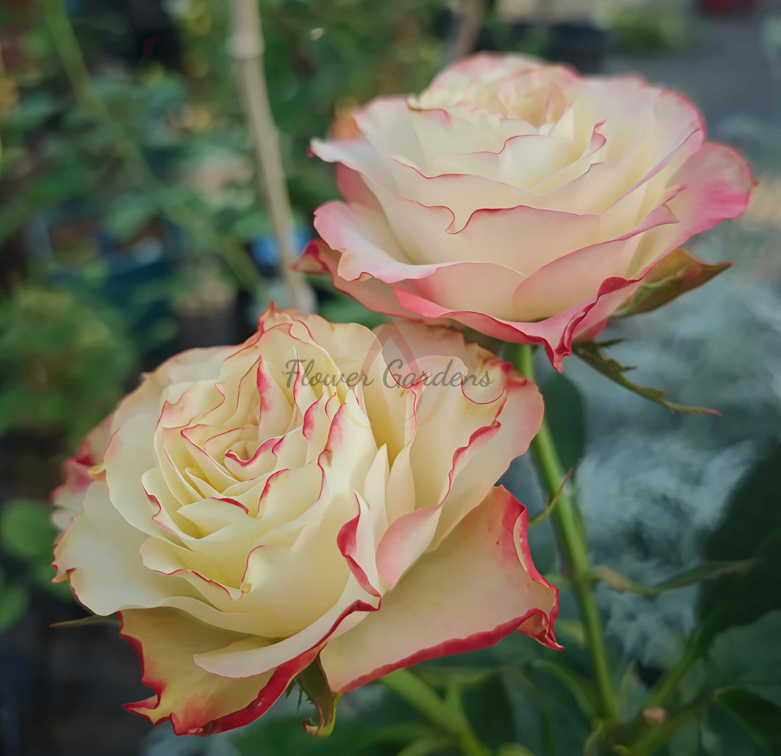 FAlry Queen Rose for sale丨Flower Gardens