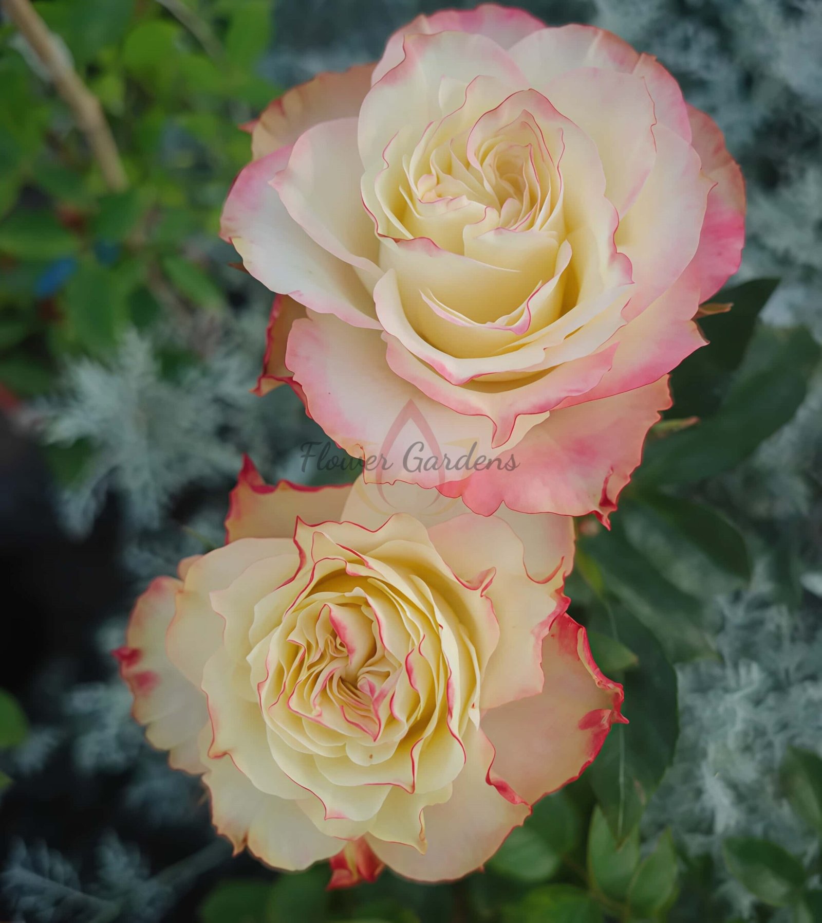 FAlry Queen Rose丨Flower Gardens