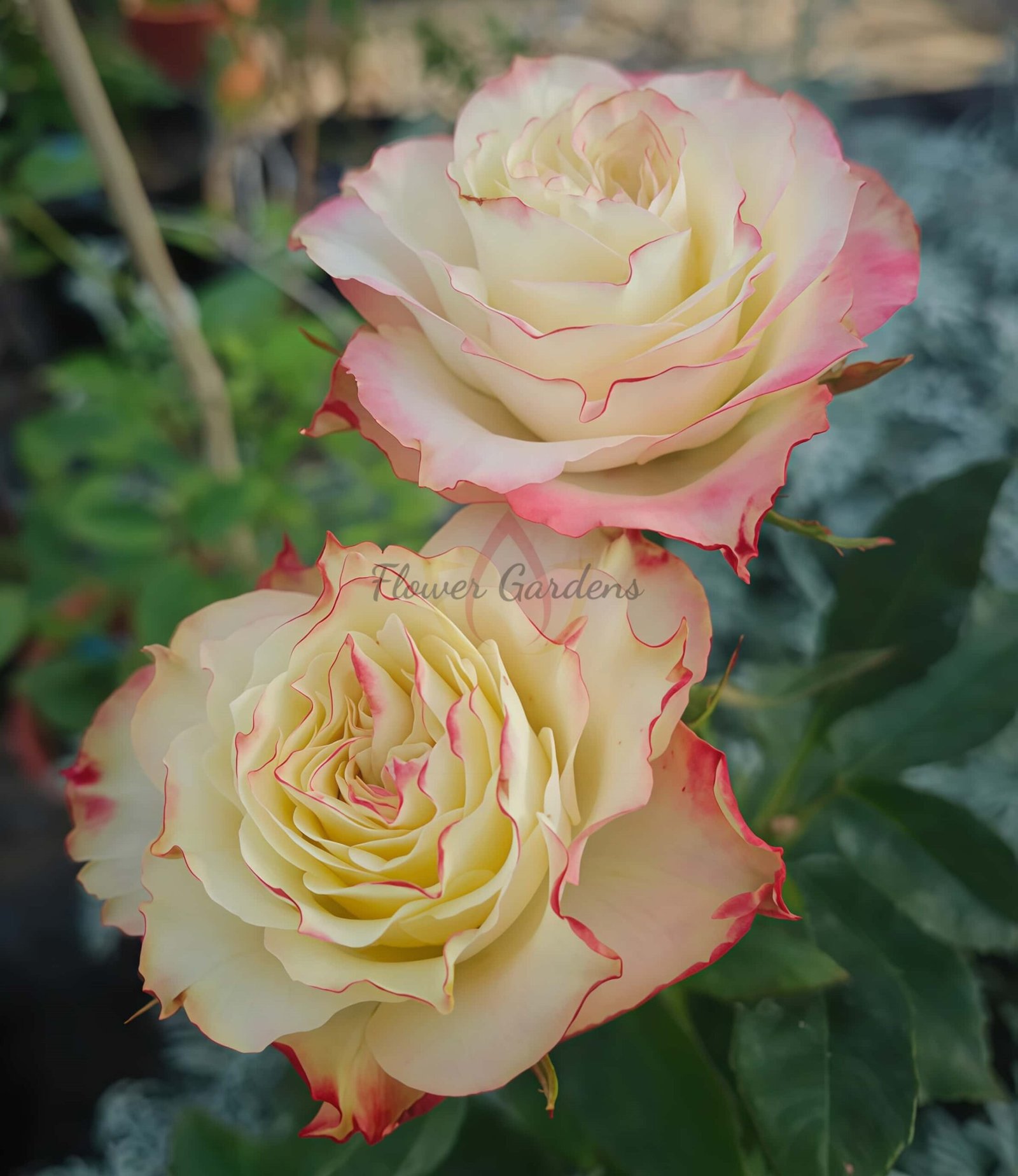 FAlry Queen Rose plant丨Flower Gardens