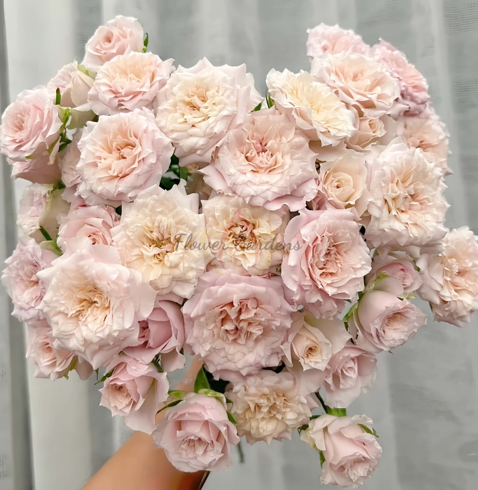 FAlry Rose plant丨Flower Gardens