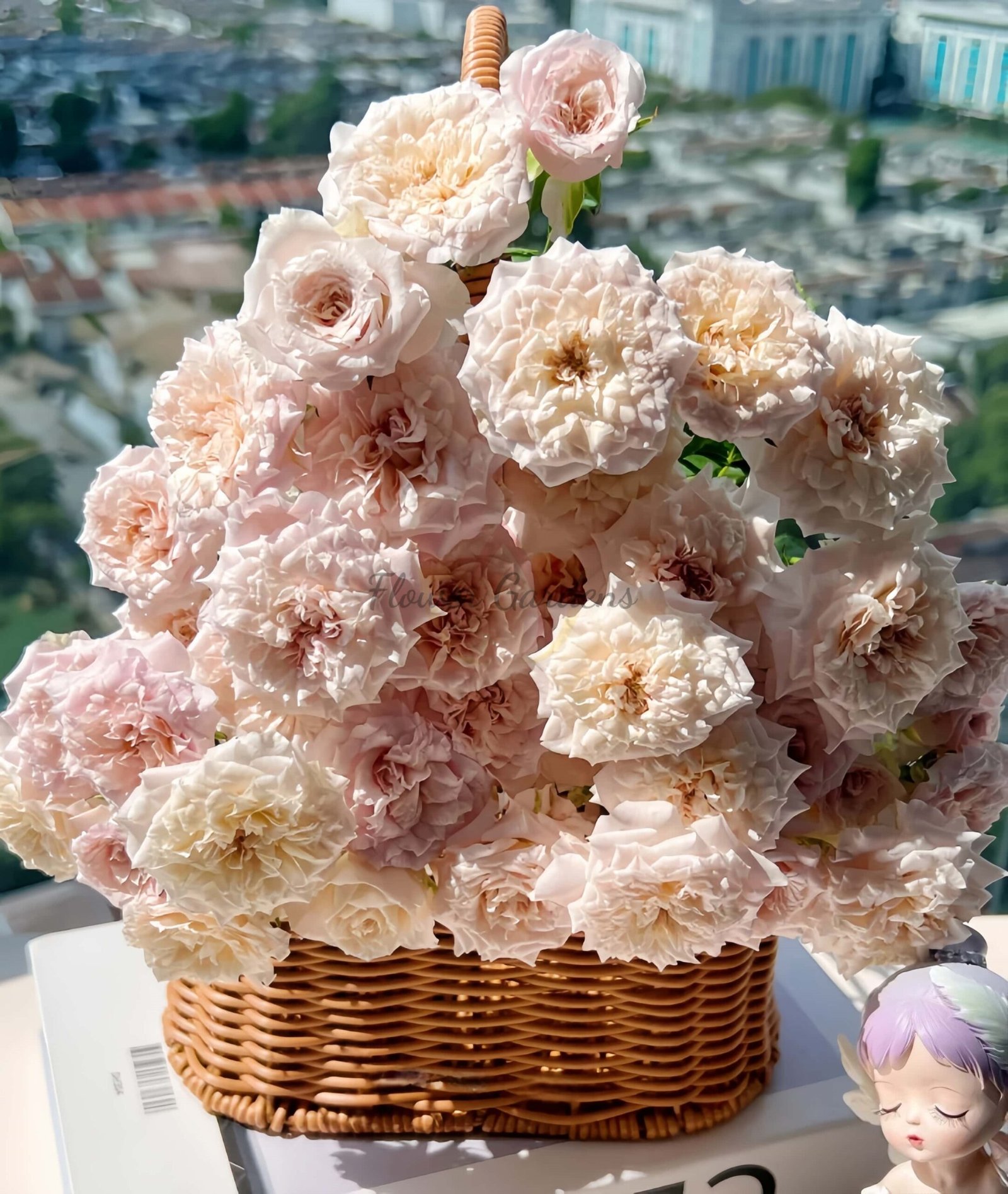 FAlry Rose for sale丨Flower Gardens