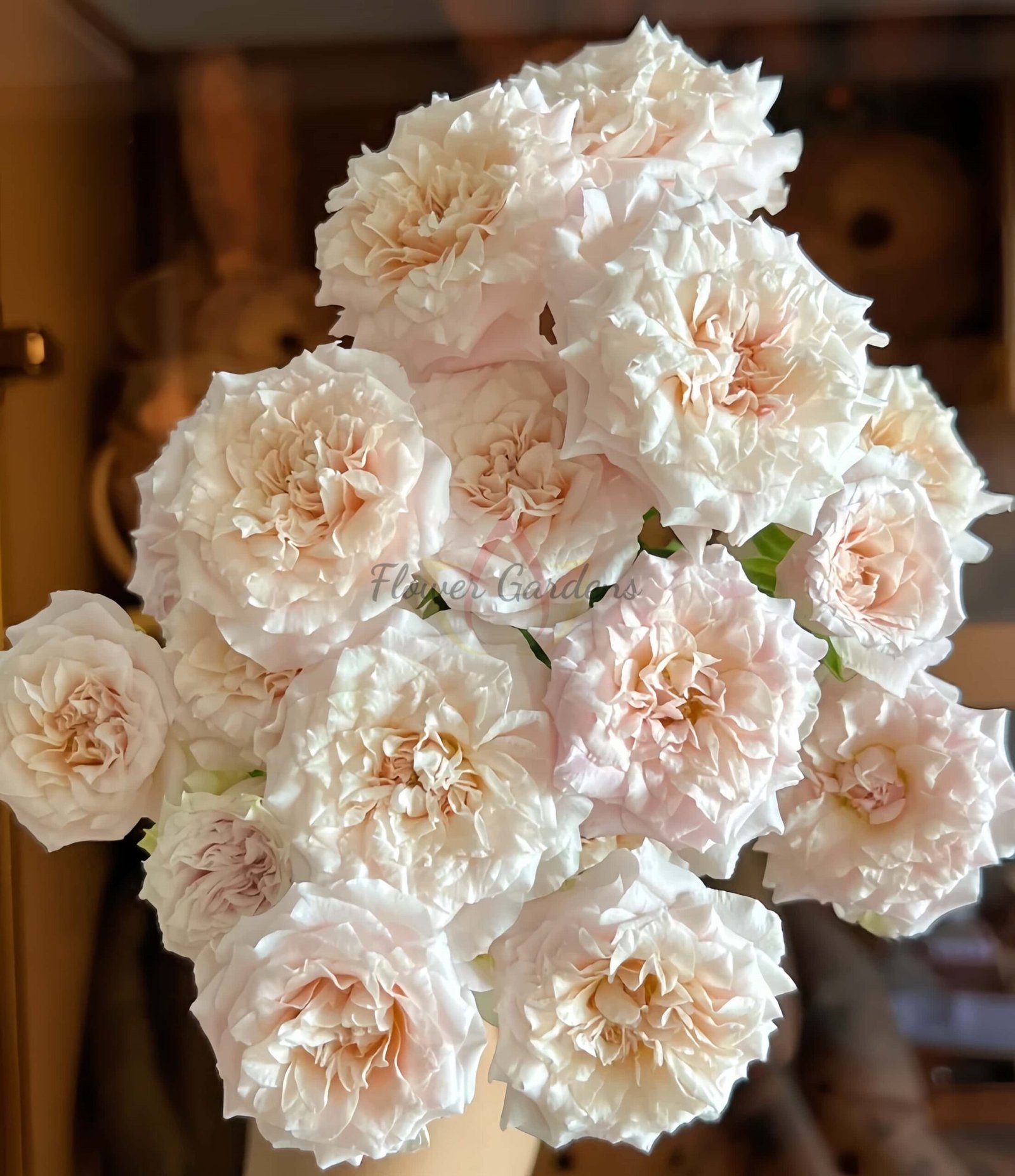 FAlry Rose丨Flower Gardens