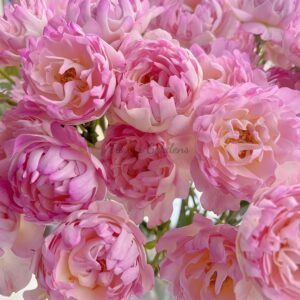 Fancy Ruffle Rose丨Flower Gardens