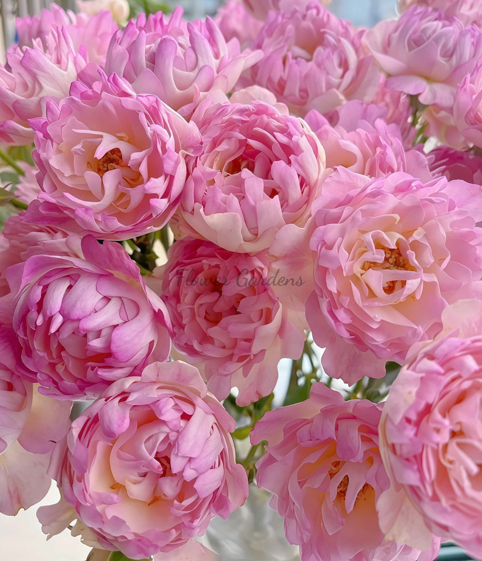 Fancy Ruffle Rose丨Flower Gardens