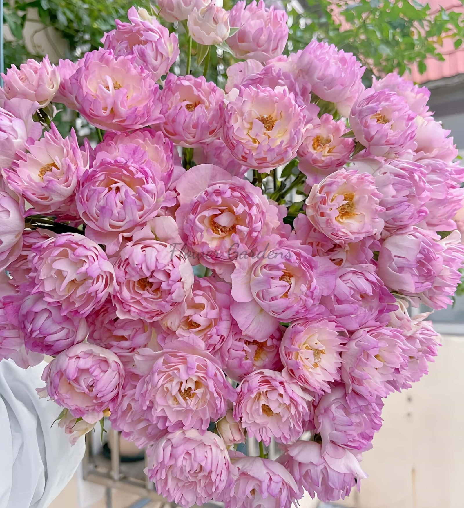 Fancy Ruffle Rose for sale丨Flower Gardens