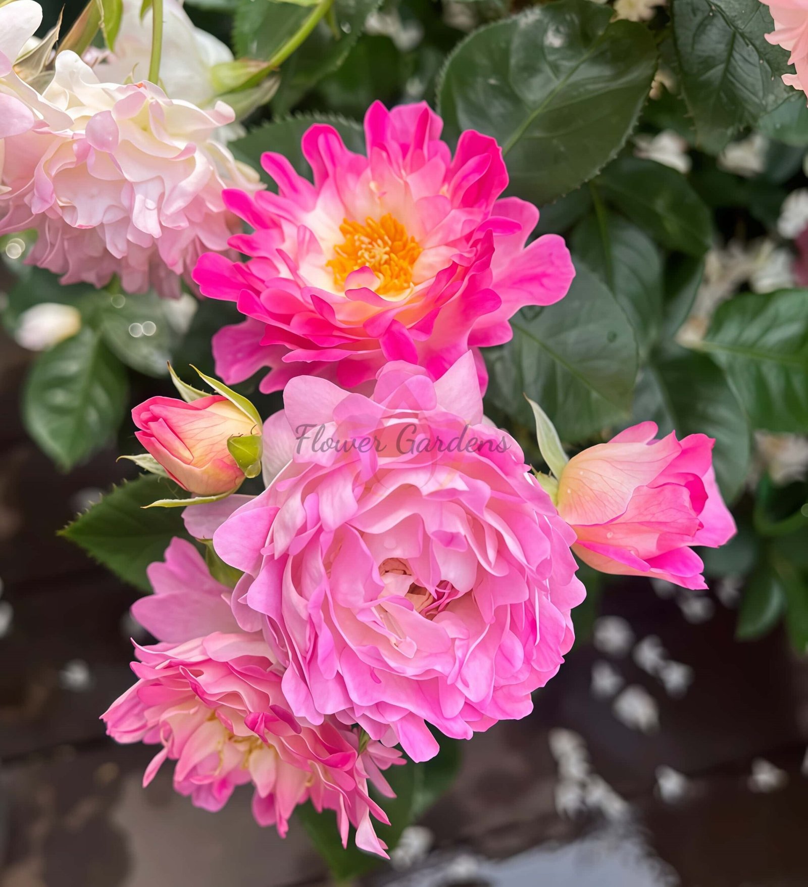 Fancy Ruffle Rose丨Flower Gardens