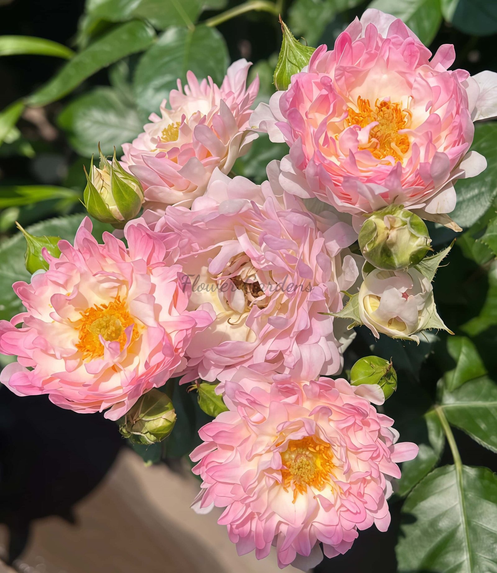 Fancy Ruffle Rose plant丨Flower Gardens