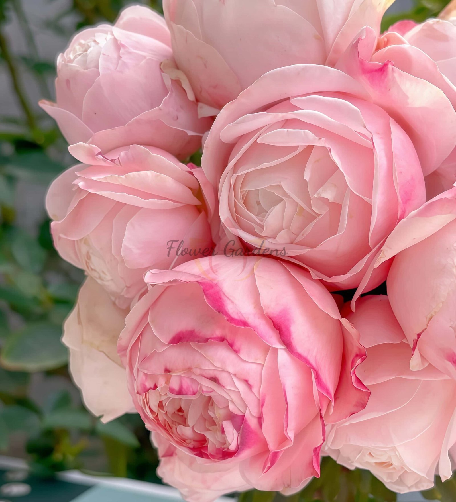 Fangzi Rose丨Flower Gardens