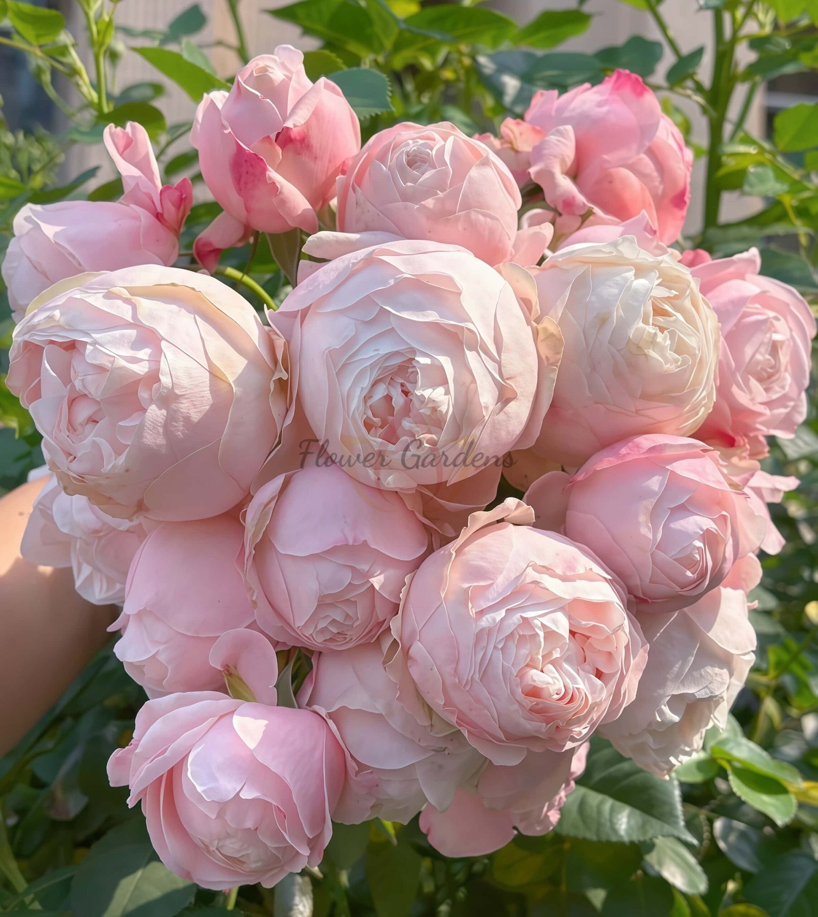 Fangzi Rose for sale丨Flower Gardens