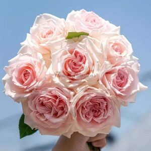 Fangzi Rose丨Flower Gardens