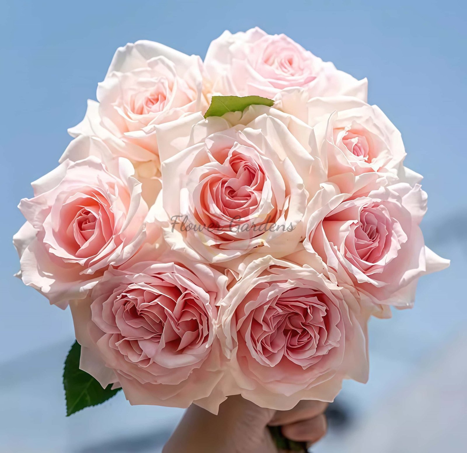 Fangzi Rose丨Flower Gardens