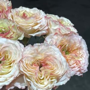 Fantasy Trail Rose plant丨Flower Gardens