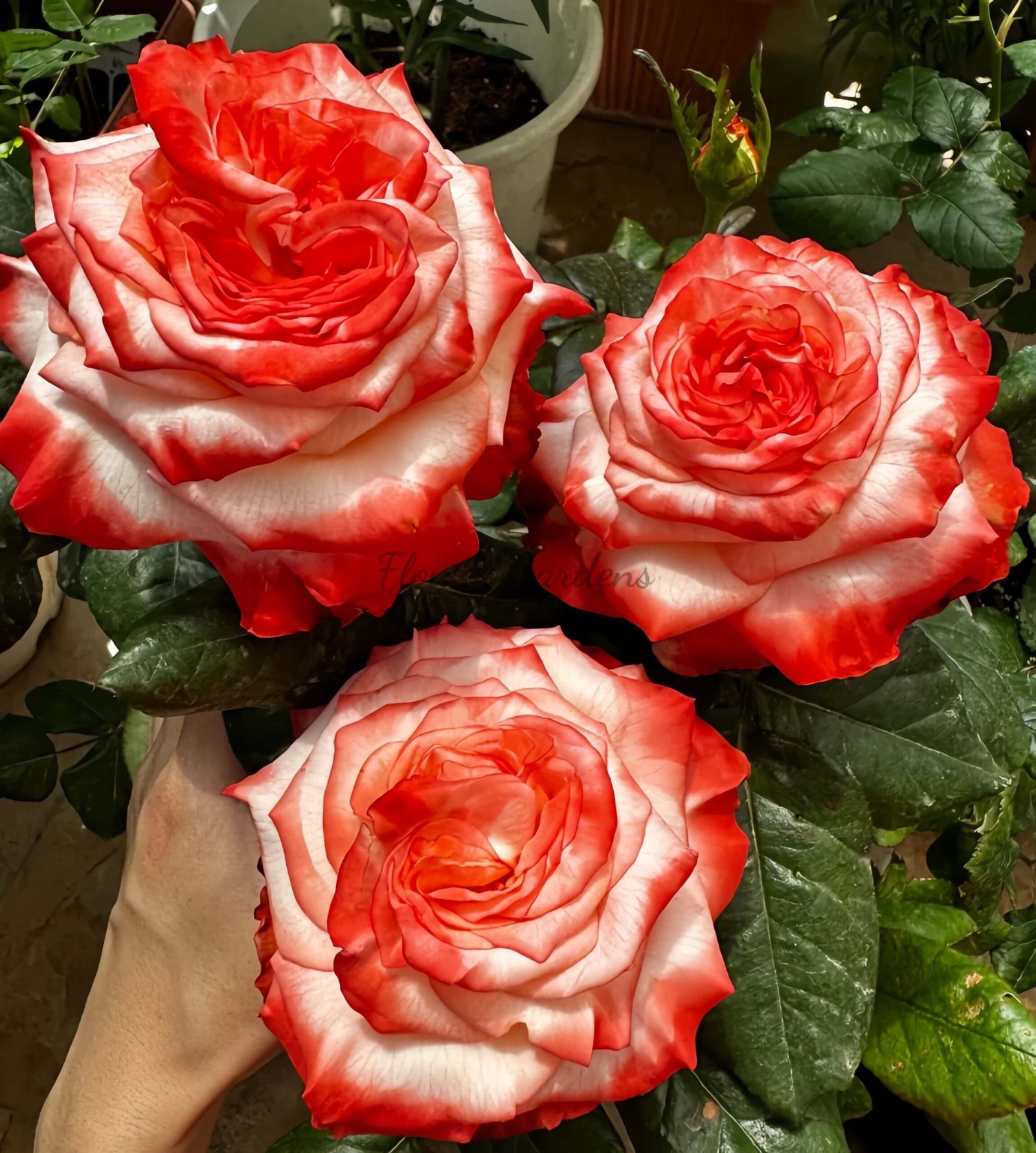 Sottobicchieri Con Farfalla E Fiori – Regalo Natura Per La Tua Casa (Confezione #15410)