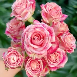 Flinders Lane Rose plant丨Flower Gardens