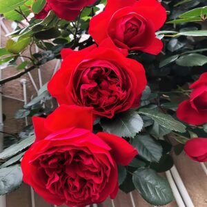 Florentina Rose丨Flower Gardens