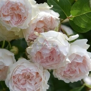 Frances Burnett Rose plant丨Flower Gardens