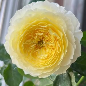 Fuguang Rose plant丨Flower Gardens