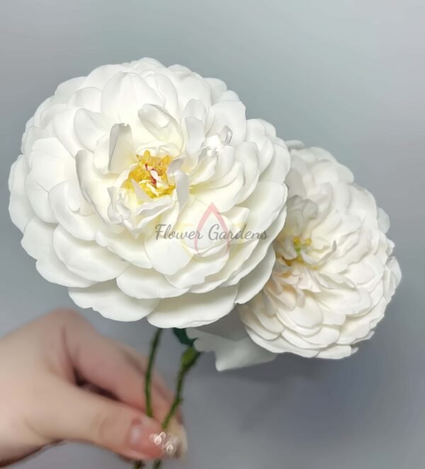 Glamis Castle Rose for sale丨Flower Gardens