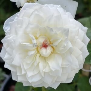 Guardian Angel Rose丨Flower Gardens