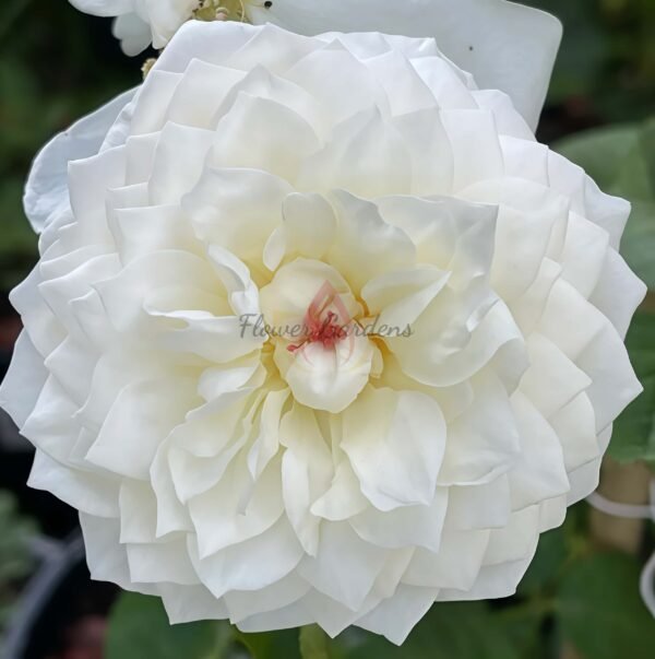 Guardian Angel Rose丨Flower Gardens