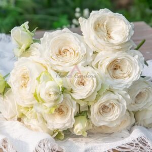 Hanjiangxue Rose丨Flower Gardens