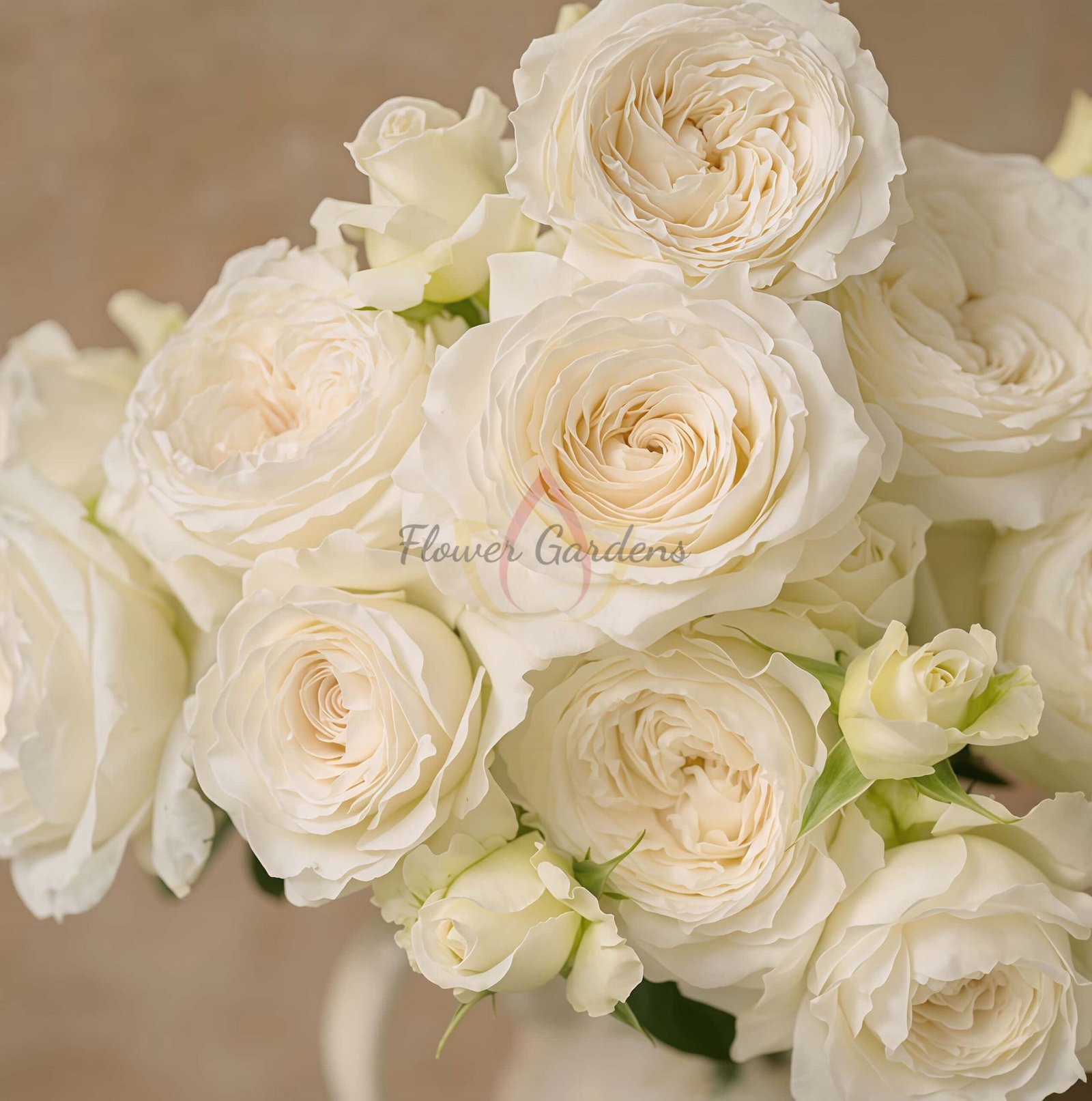 Hanjiangxue Rose plant丨Flower Gardens