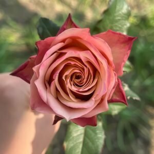 Heartstrings Rose for sale丨Flower Gardens