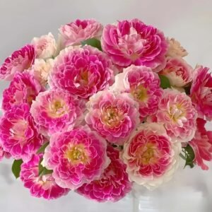 Holiday lsland Guernsey Rose丨Flower Gardens