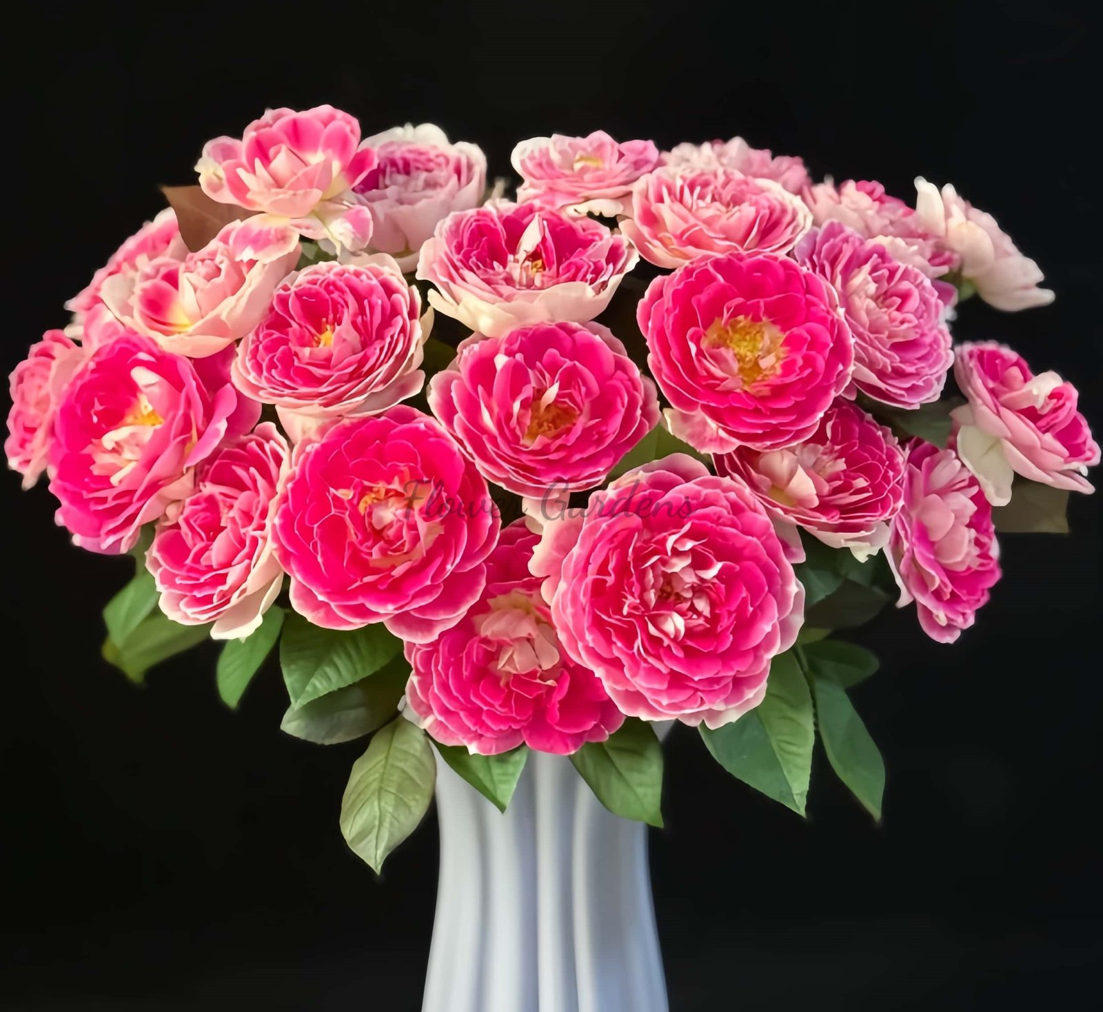 Holiday lsland Guernsey Rose for sale丨Flower Gardens