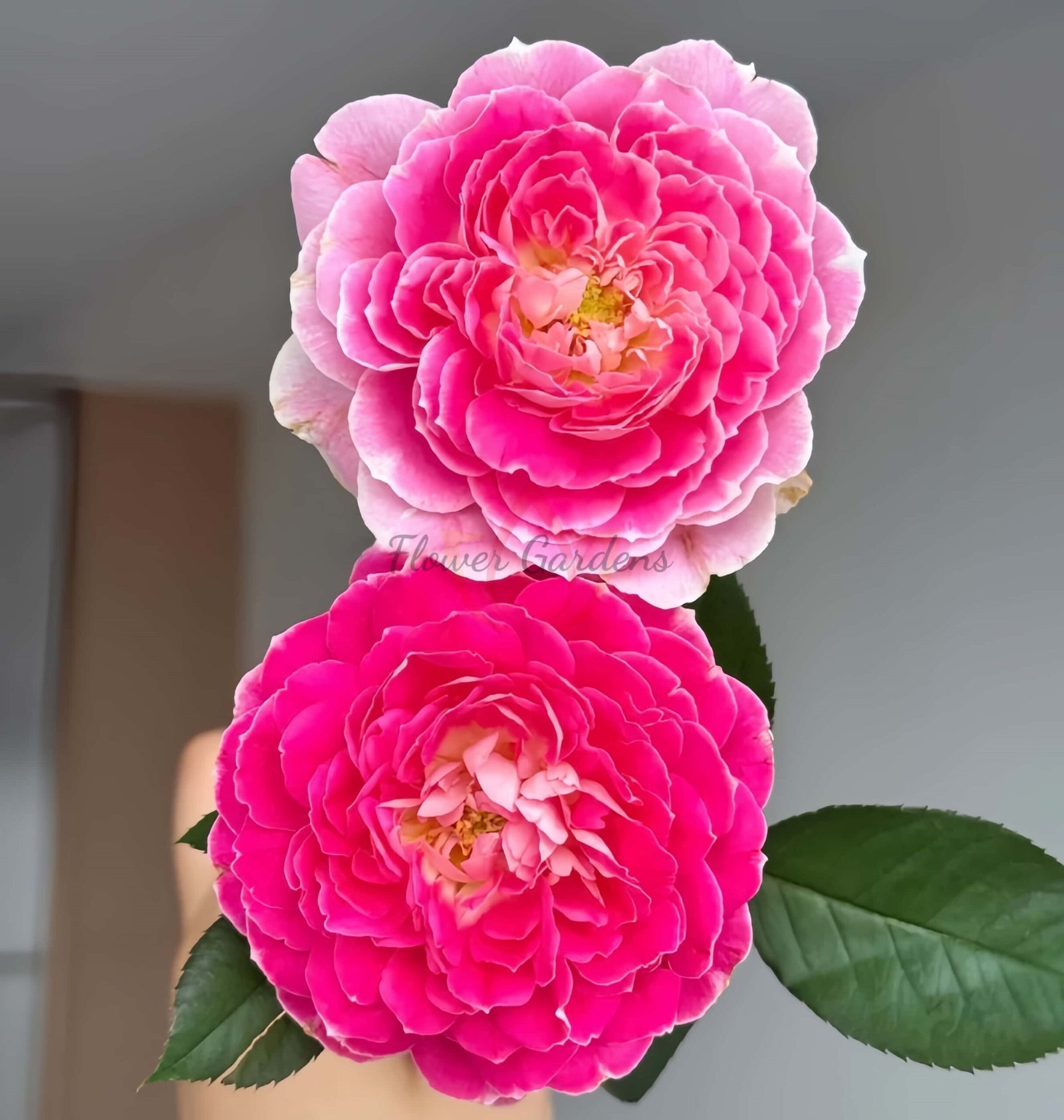 Holiday lsland Guernsey Rose丨Flower Gardens