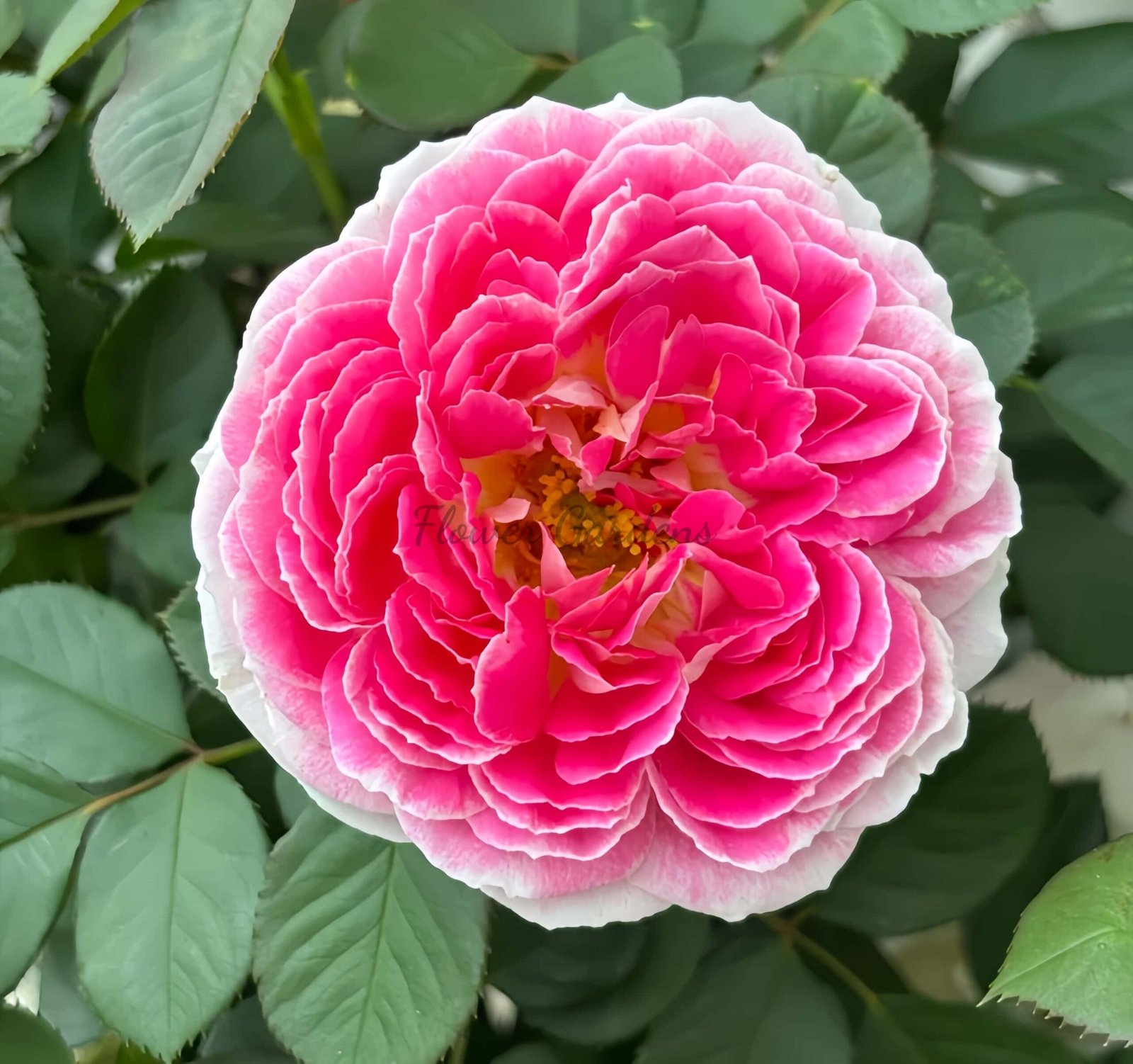 Holiday lsland Guernsey Rose plant丨Flower Gardens