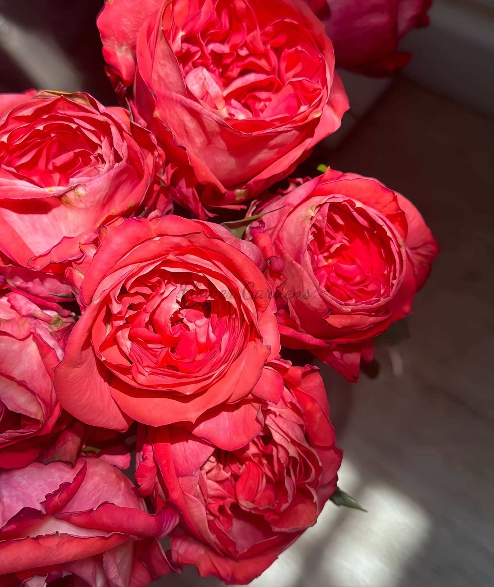 Hongqing Rose丨Flower Gardens