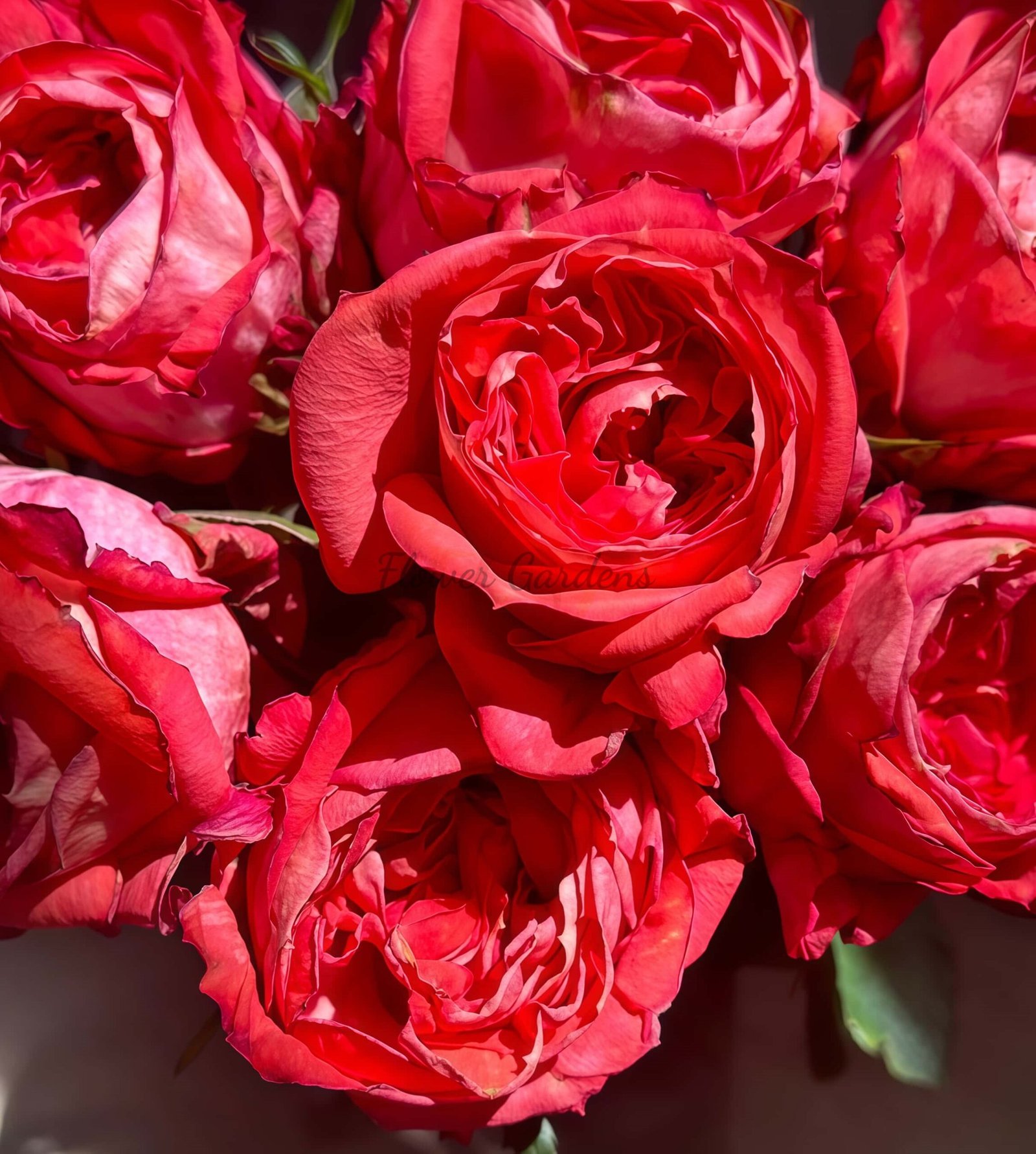 Hongqing Rose for sale丨Flower Gardens