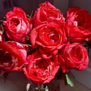 Hongqing Rose丨Flower Gardens