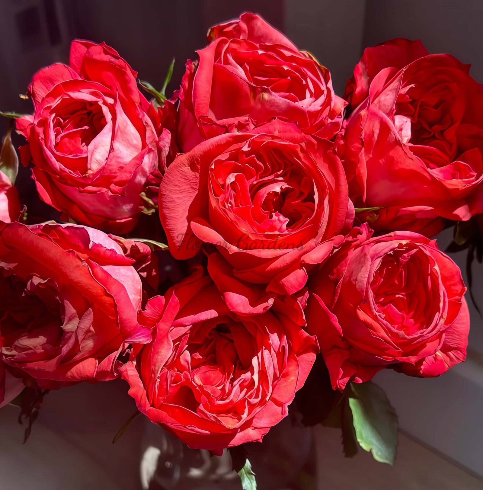 Hongqing Rose丨Flower Gardens