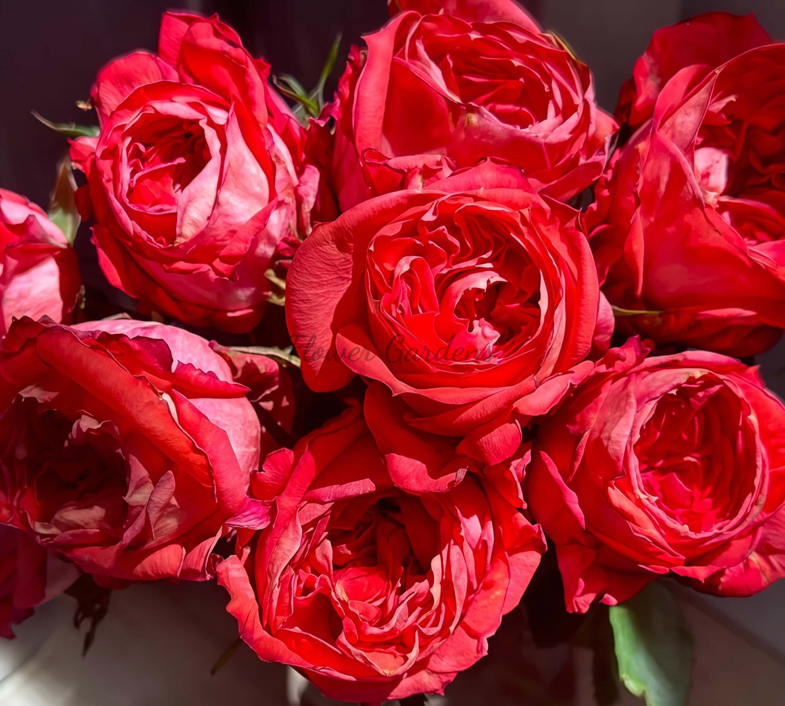 Hongqing Rose plant丨Flower Gardens