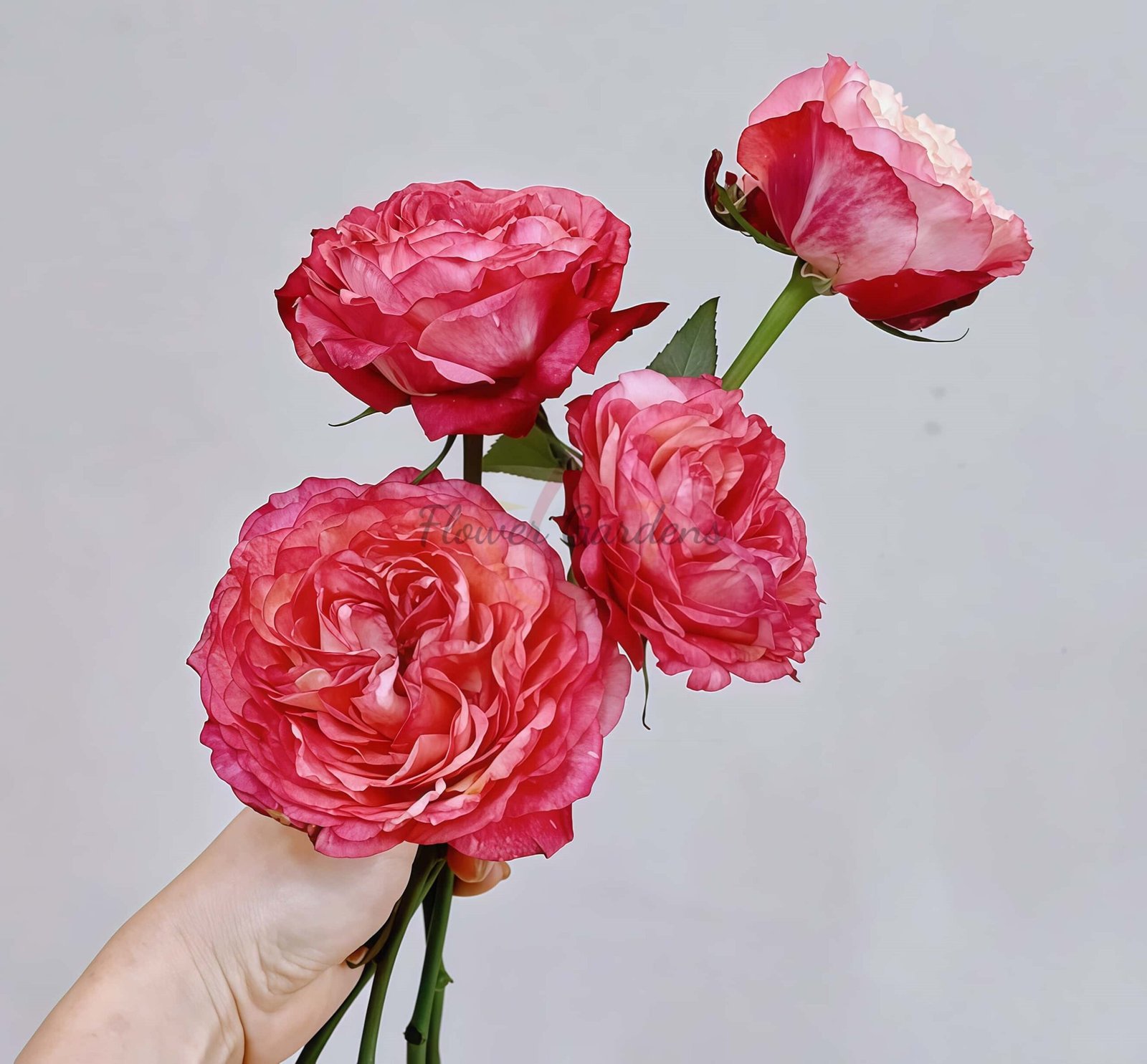 Hongyi Meiren Rose for sale丨Flower Gardens