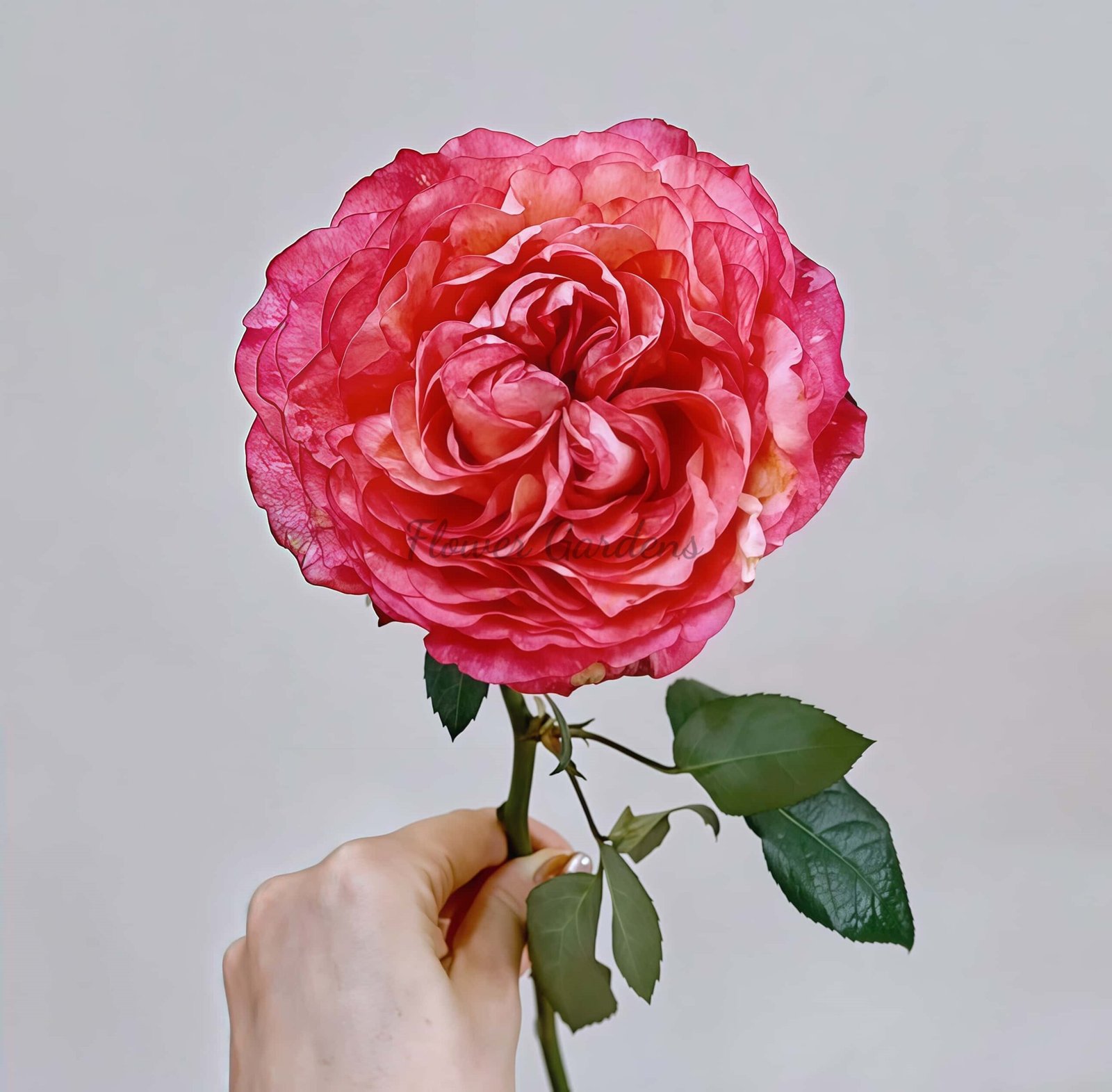 Hongyi Meiren Rose丨Flower Gardens