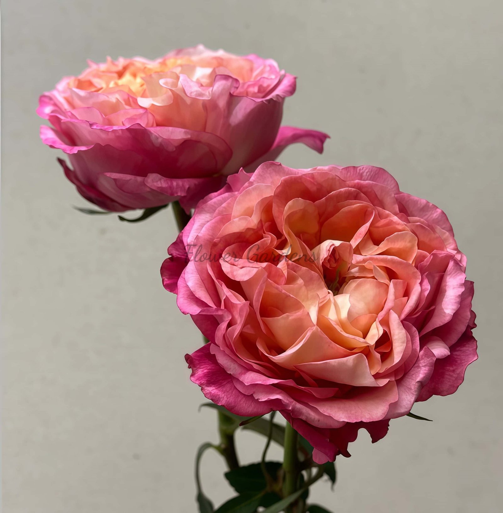 Hongyi Meiren Rose plant丨Flower Gardens